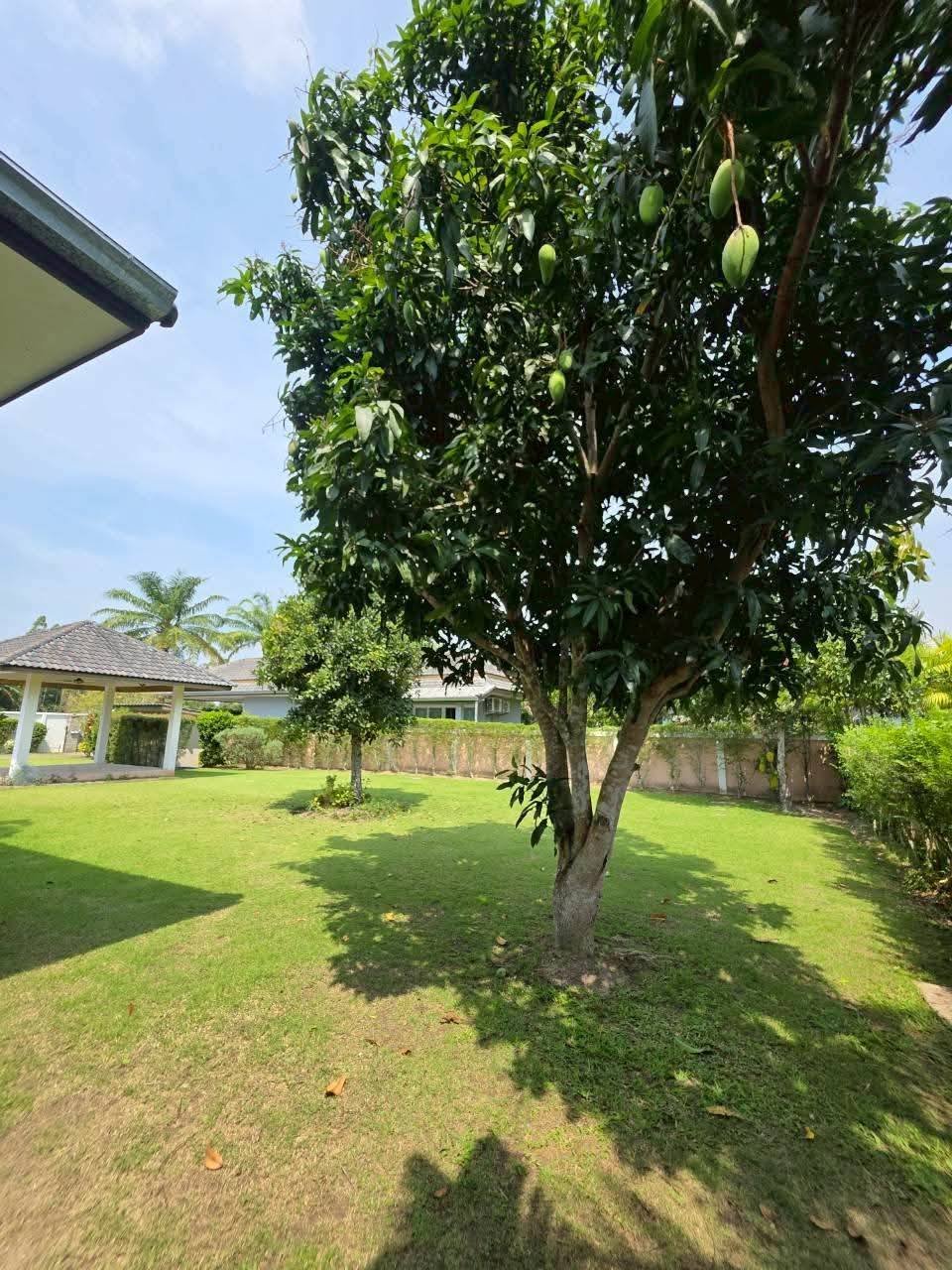 Mango tree with green unripe fruit growing in a spacious lawn beside a house with an open-air pavilion